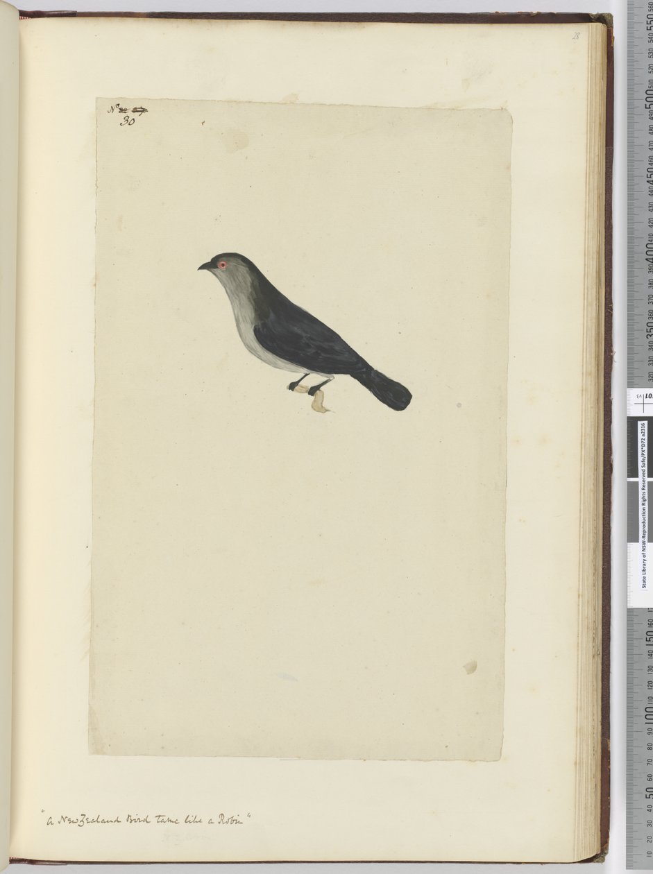 Un uccello della Nuova Zelanda addomesticato come un pettirosso, 1772-75 da Isaac Smith