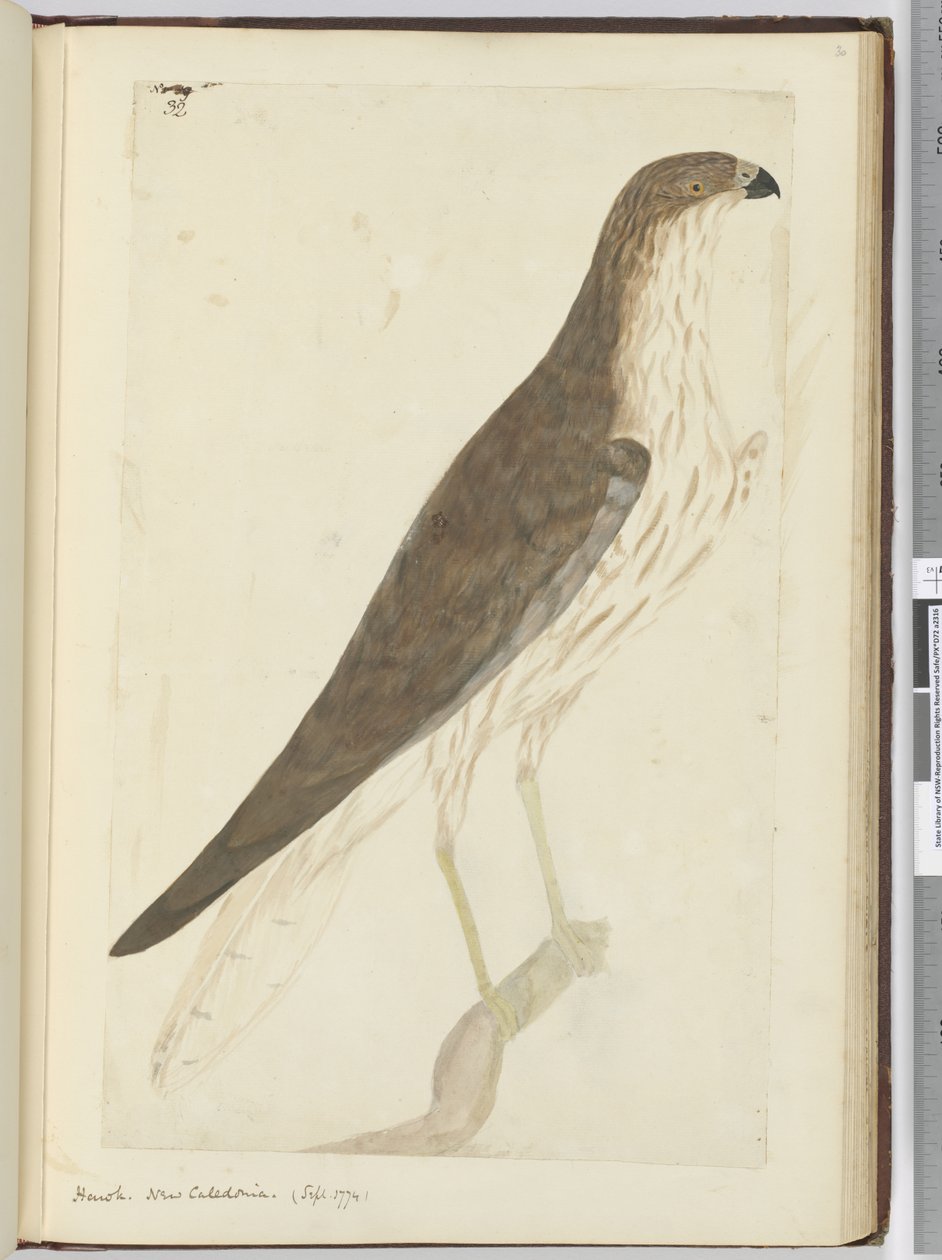 Falco. Nuova Caledonia. (Settembre 1774), 1772-75 da Isaac Smith