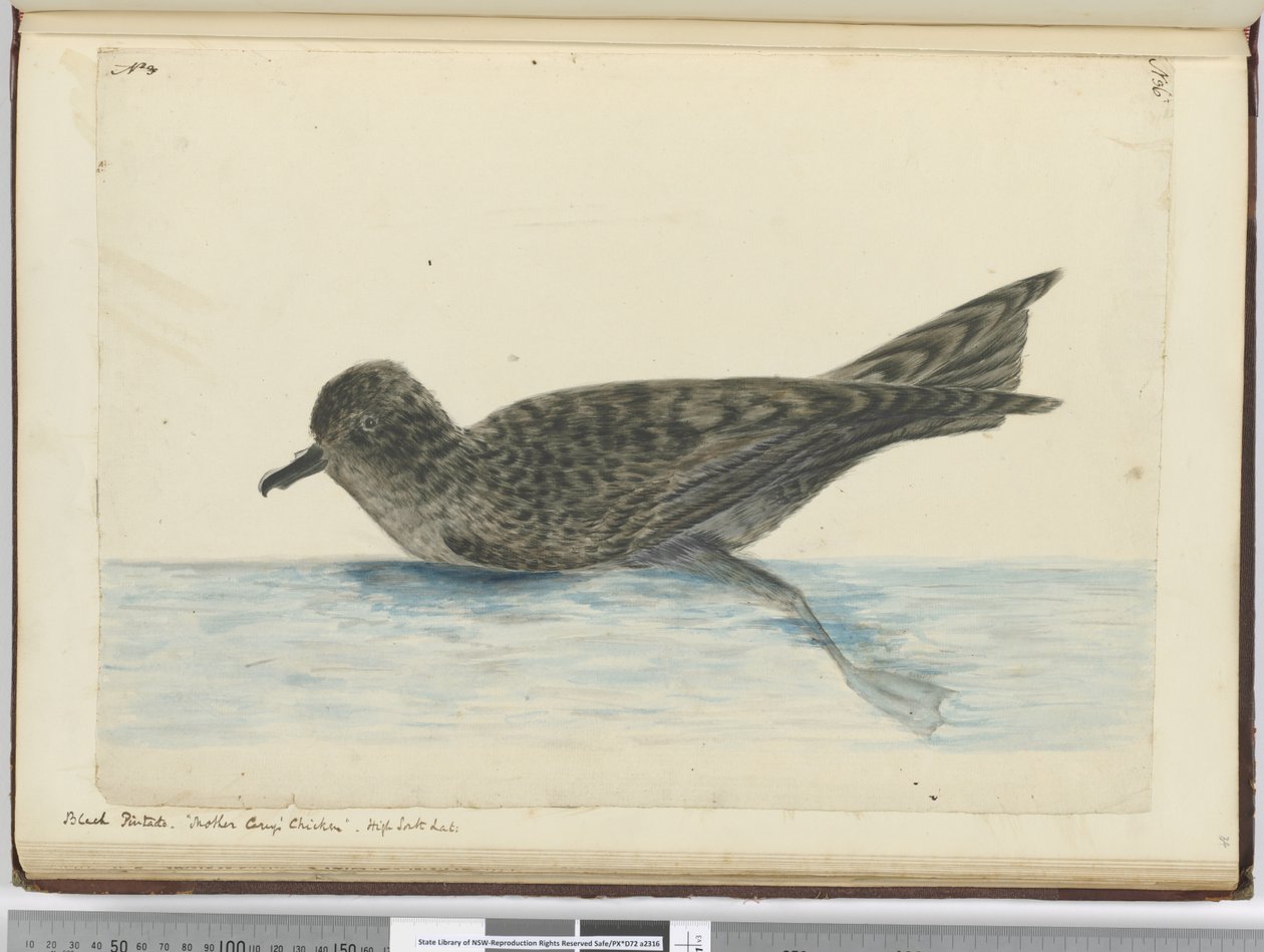 Pintado nero. Pollo di Madre Carey. Alta latitudine sud, 1772-75 da Isaac Smith