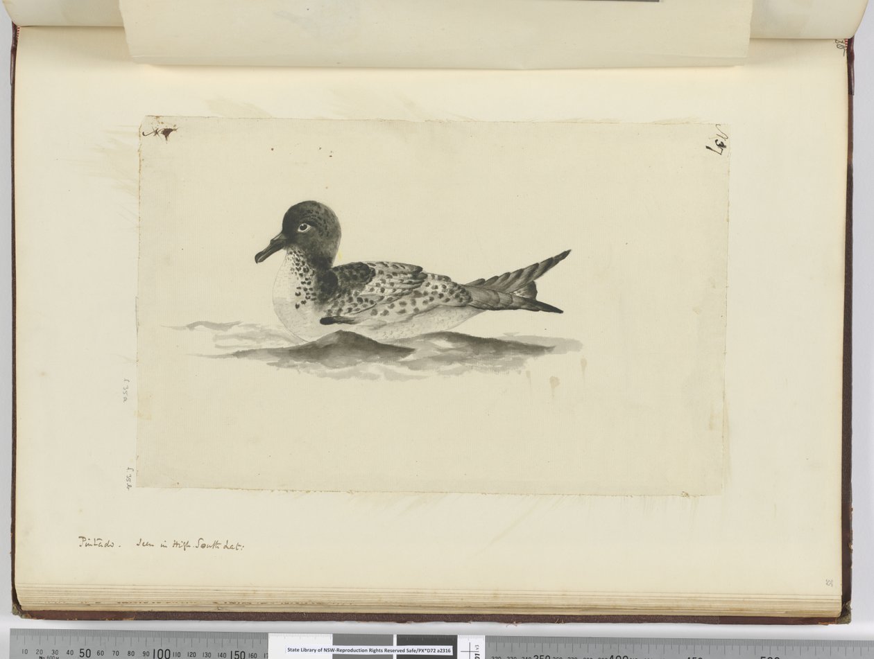 Pintado. Visto in alta latitudine sud, 1772-75 da Isaac Smith