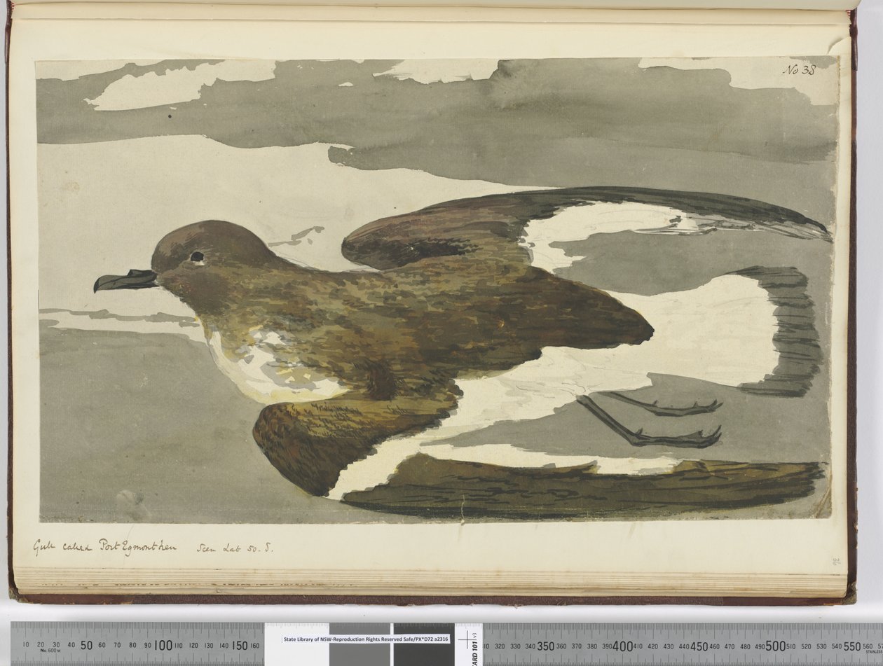Gabbiano chiamato gallina di Port Egmont. Visto lat. 50 S., 1772-75 da Isaac Smith