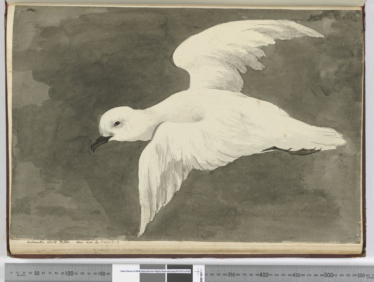 Petrello bianco antartico. Visto lat. 60 a lat. 71 S., 1772-75 da Isaac Smith