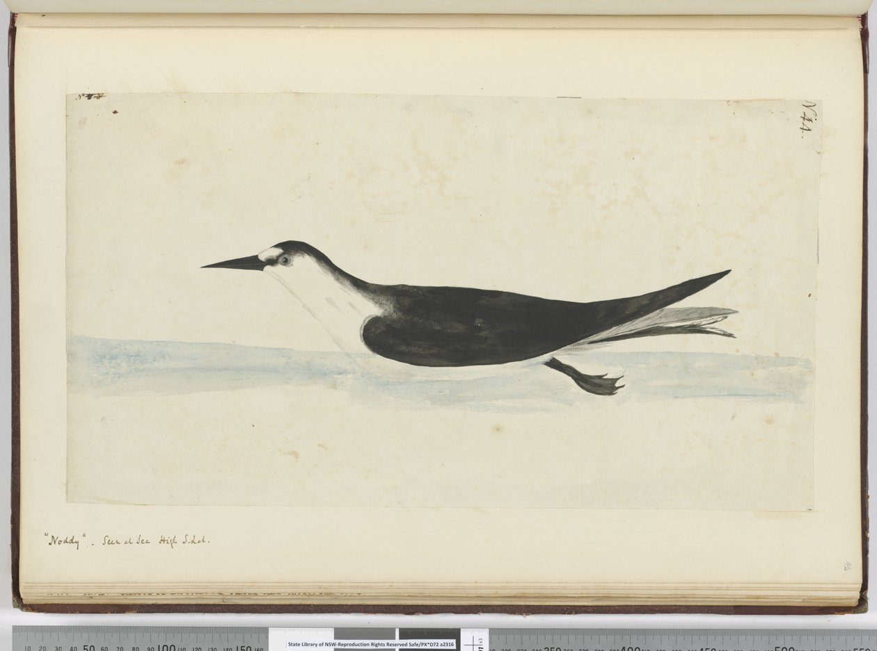 Noddy visto in mare a latitudine sud da Isaac Smith