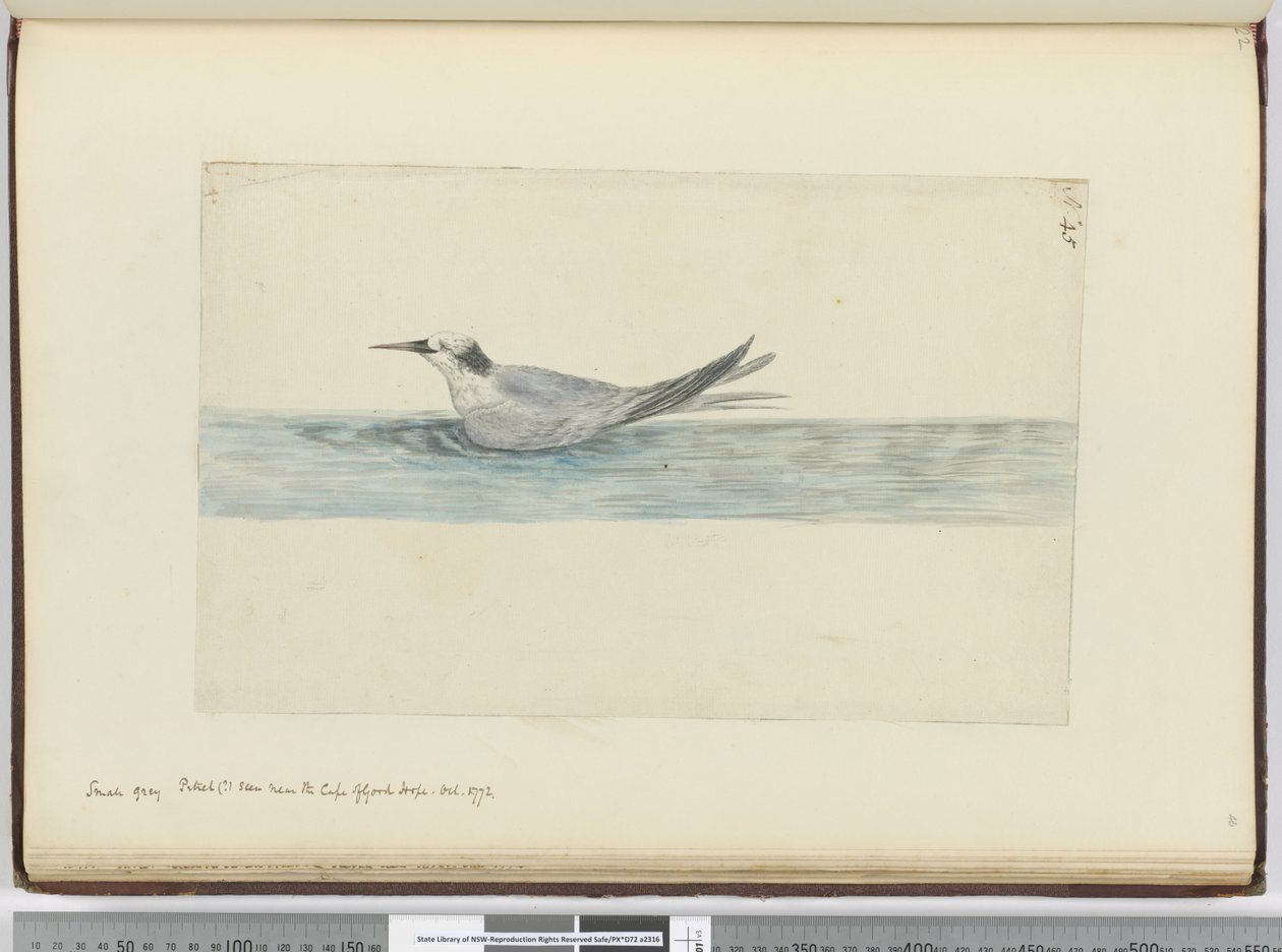 Piccolo petrello grigio visto vicino al Capo di Buona Speranza, ottobre 1772 da Isaac Smith