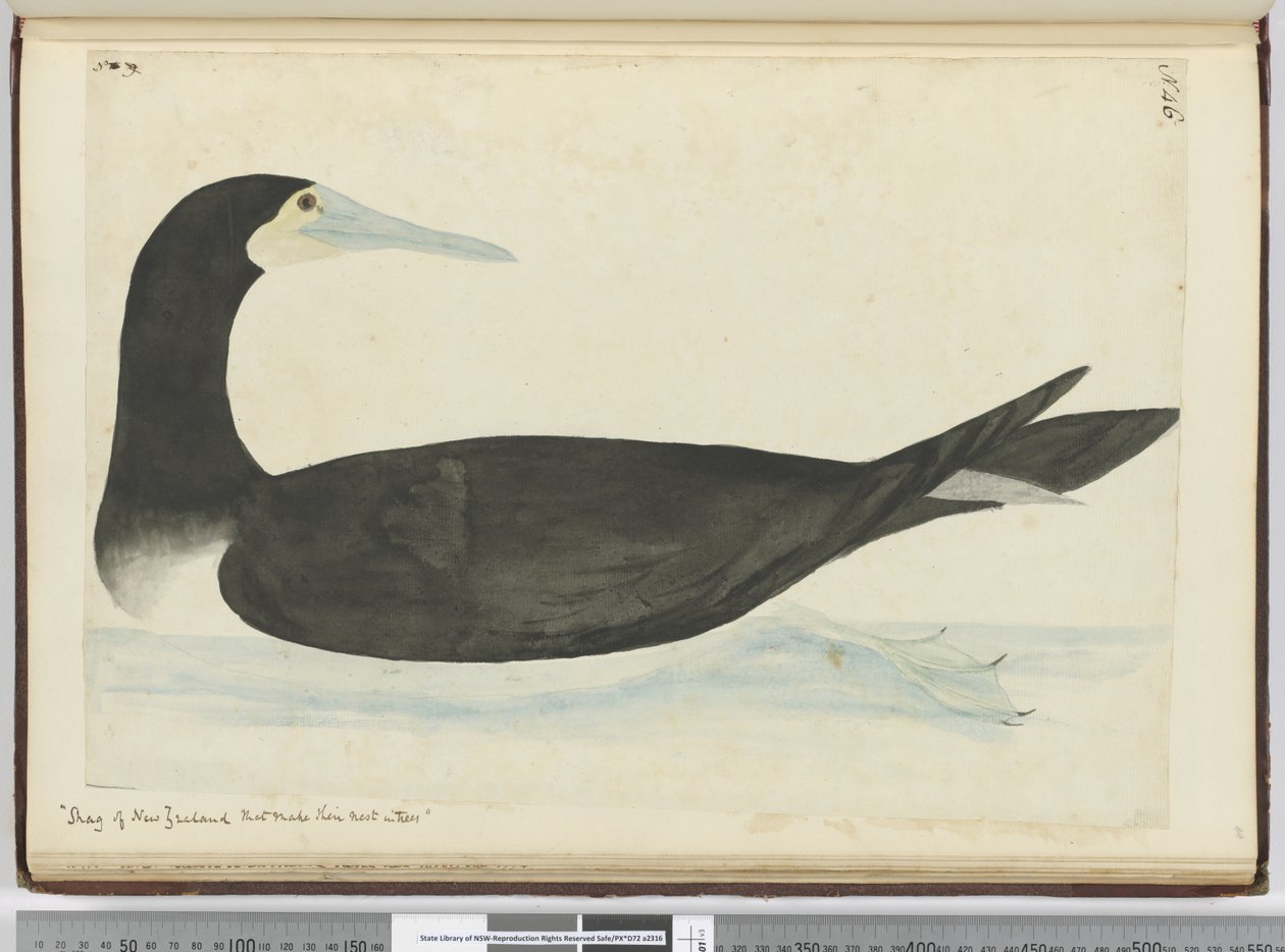 Cormorano della Nuova Zelanda che nidifica sugli alberi da Isaac Smith