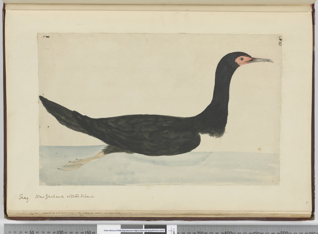 Cormorano, Nuova Zelanda e Staten Island da Isaac Smith