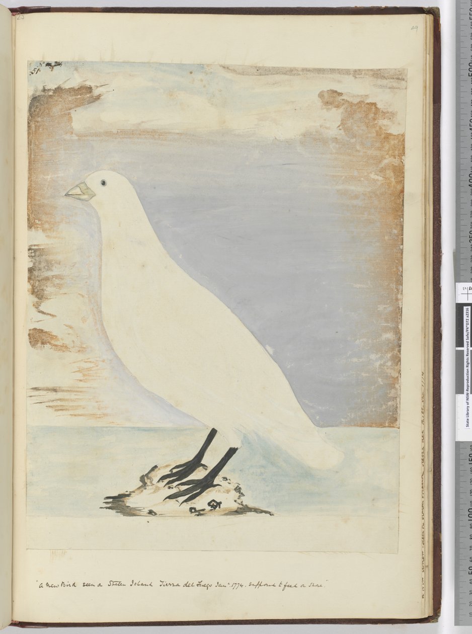 Un nuovo uccello visto a Staten Island, Terra del Fuoco, gennaio 1774 da Isaac Smith