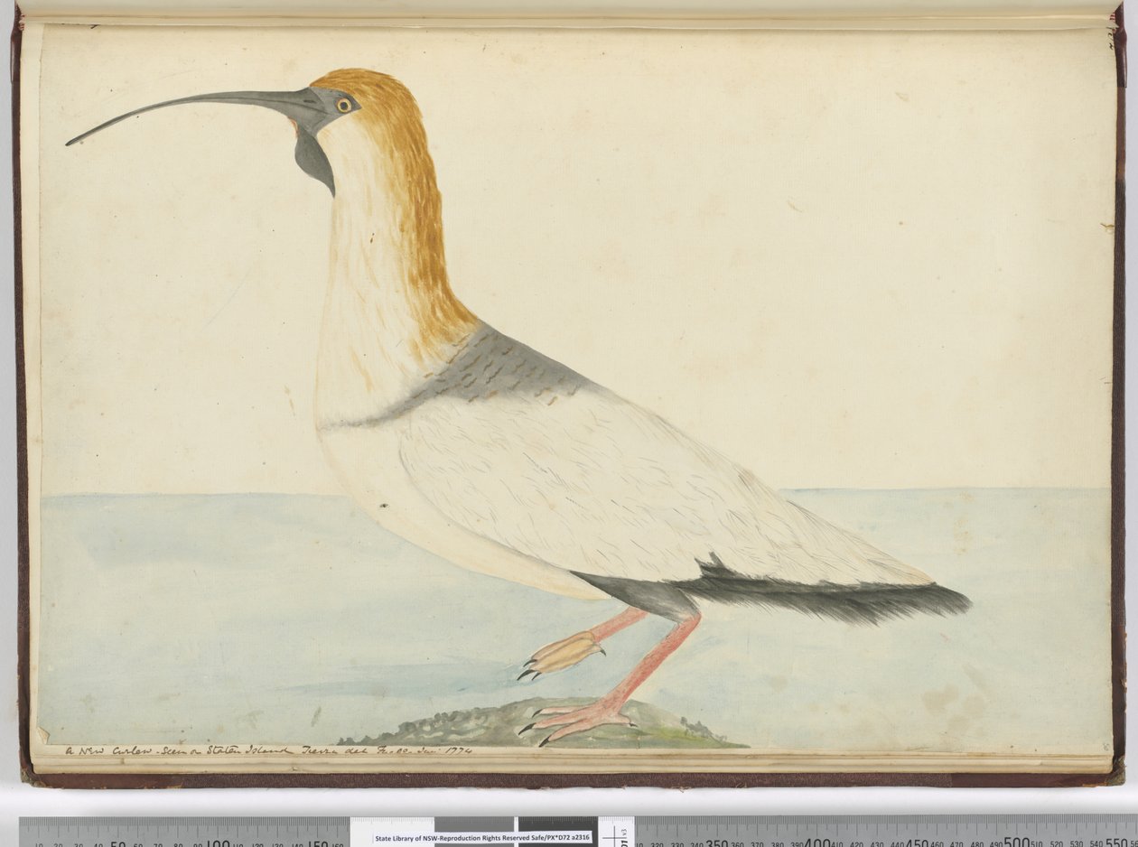 Un nuovo chiurlo visto a Staten Island, Terra del Fuoco, gennaio 1774 da Isaac Smith