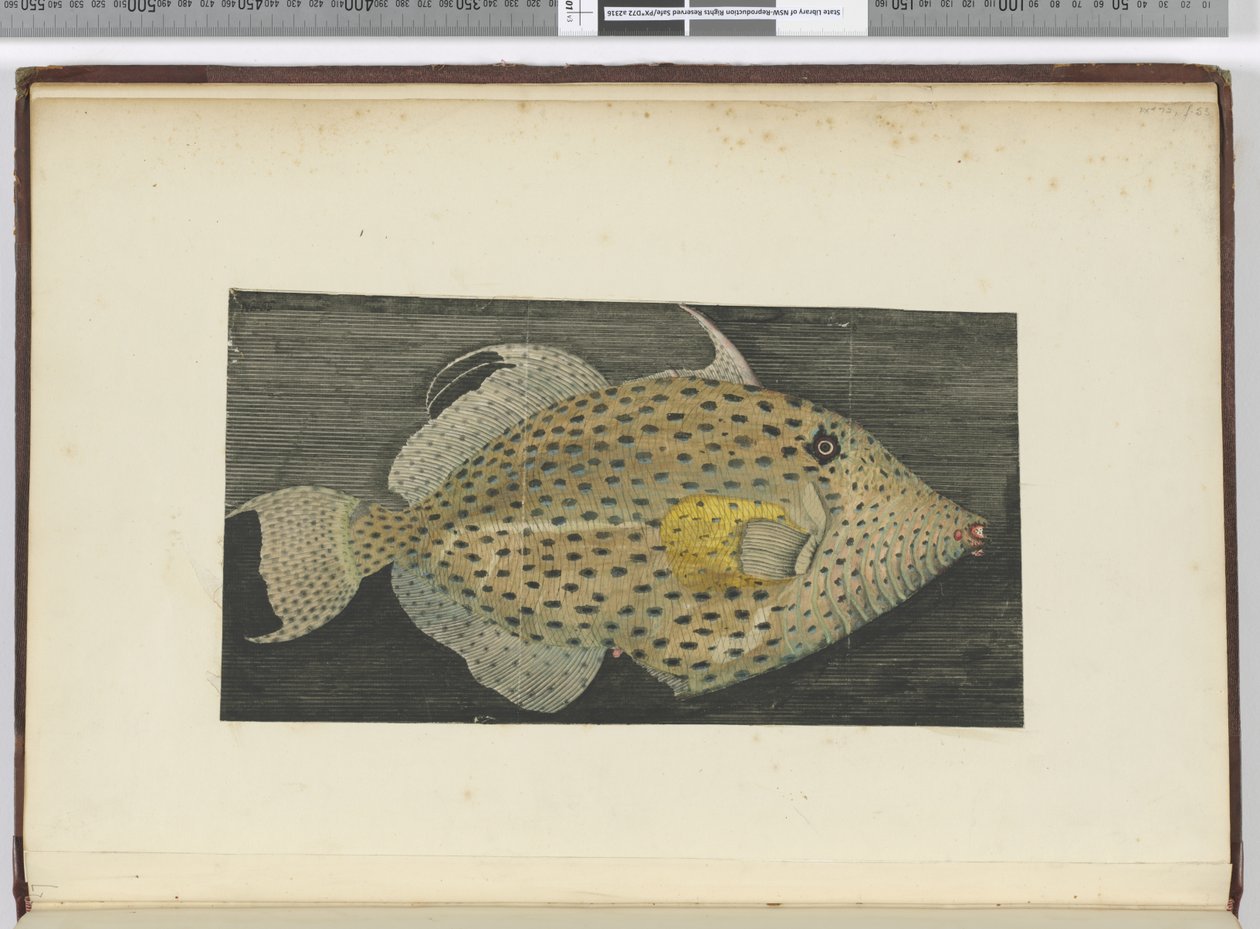 Un pesce chiamato Vecchia Moglie di S. Jago da Isaac Smith