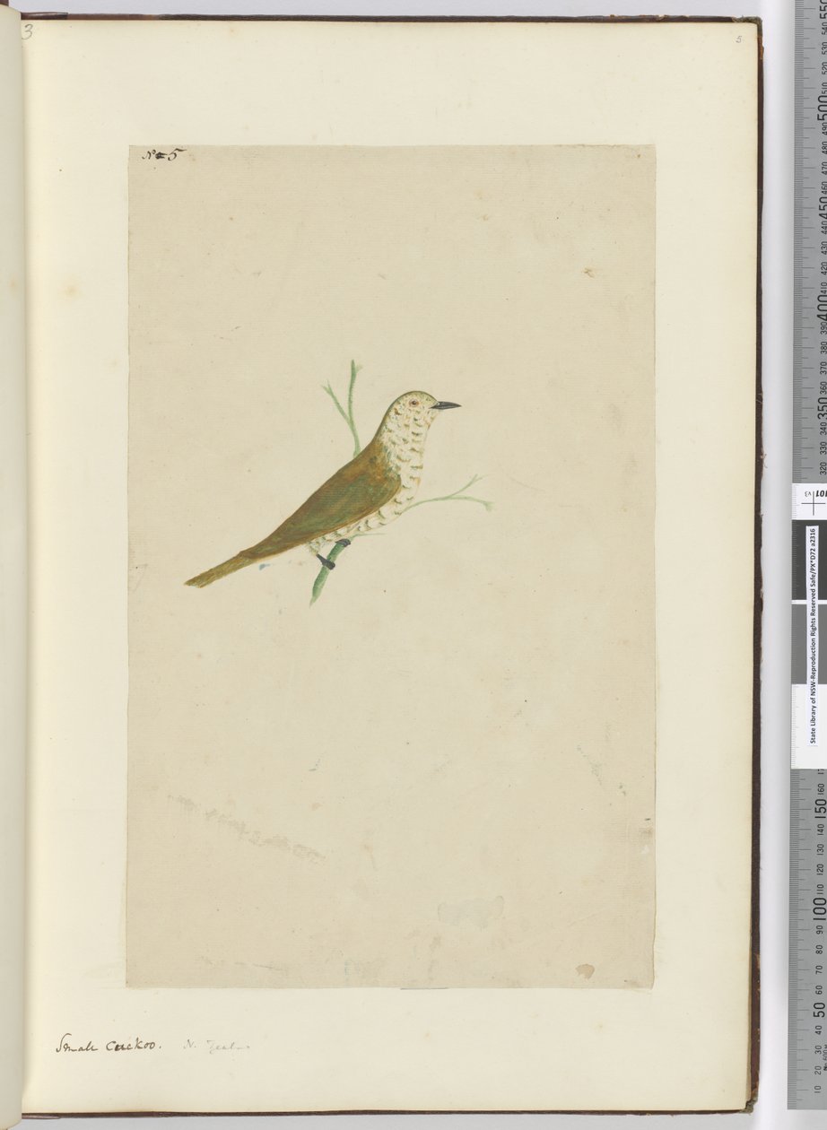 Piccolo cuculo. Nuova Zelanda, 1772-75 da Isaac Smith