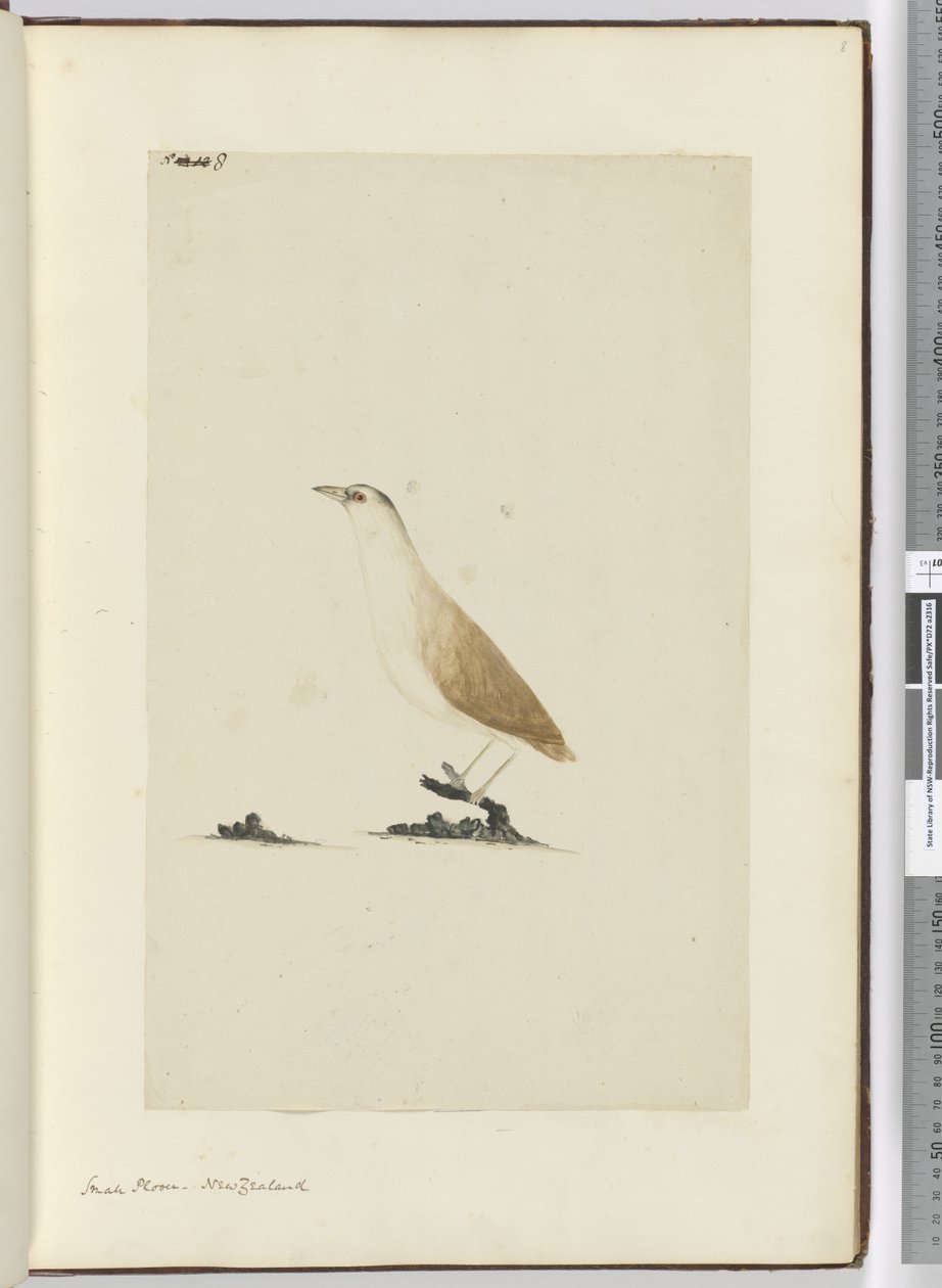 Piccolo piviere. Nuova Zelanda, 1772-75 da Isaac Smith