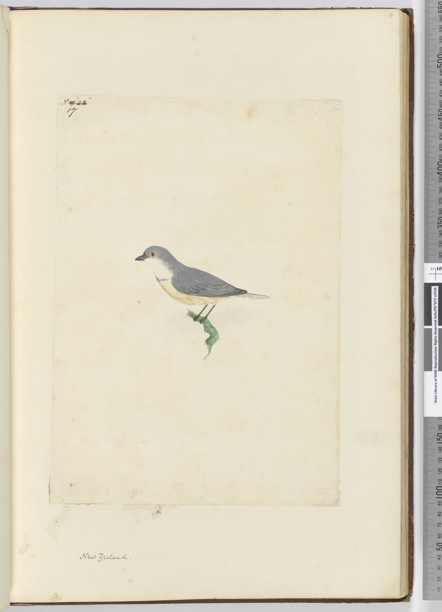 Uccello non identificato della Nuova Zelanda, 1772-75 da Isaac Smith