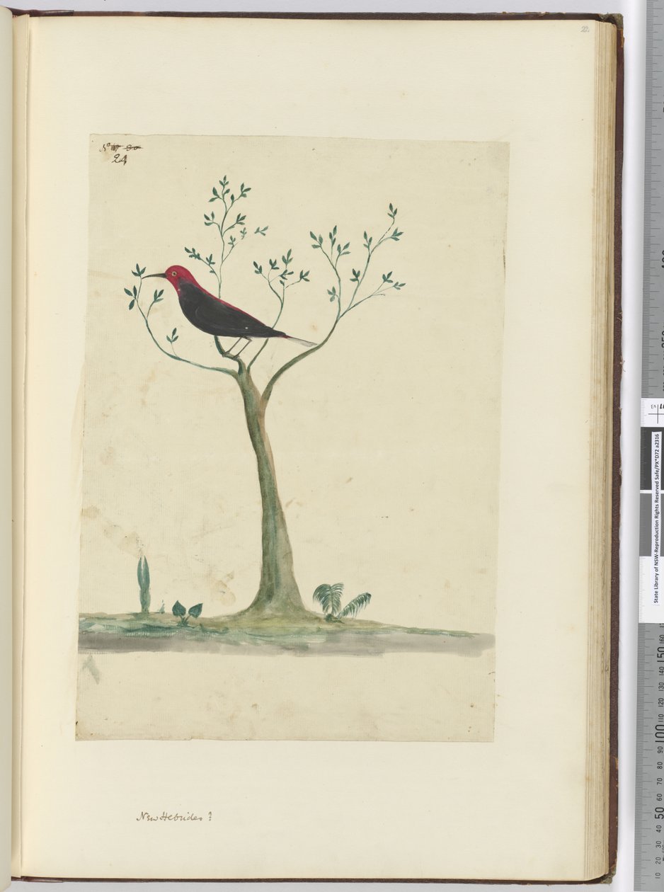 Nuove Ebridi ?, 1772-75 da Isaac Smith