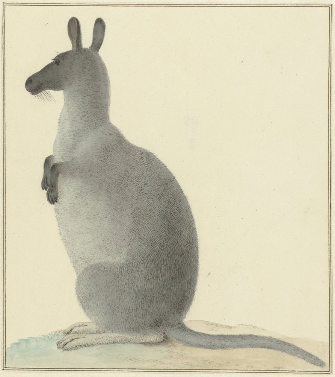 Canguro da Isaac van Haastert