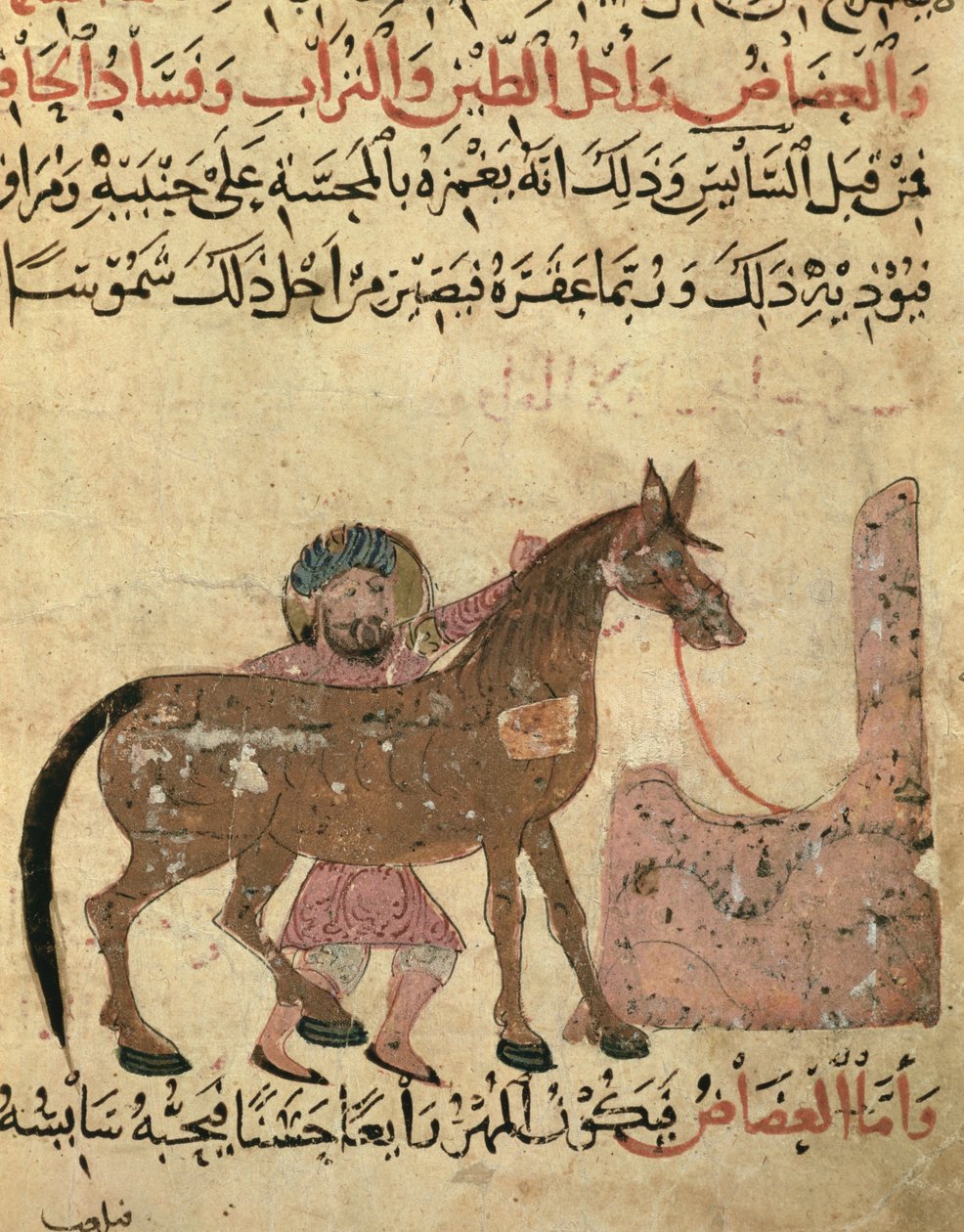 Cura del cavallo, illustrazione dal 
