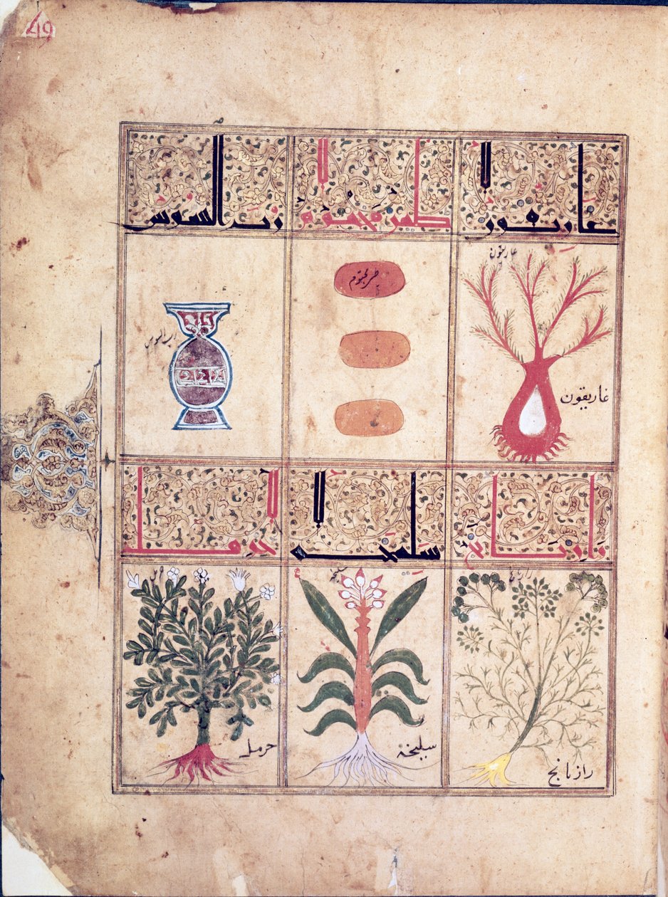 Ms. Arabe 2964 fol.49 Piante dal Trattato di Teriaca dopo Galeno, 1217 da Islamic School