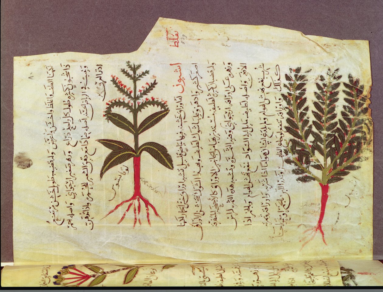 Ms. Arabe 4947 fol.84, Piante da un trattato di Dioscoride, XIII secolo da Islamic School