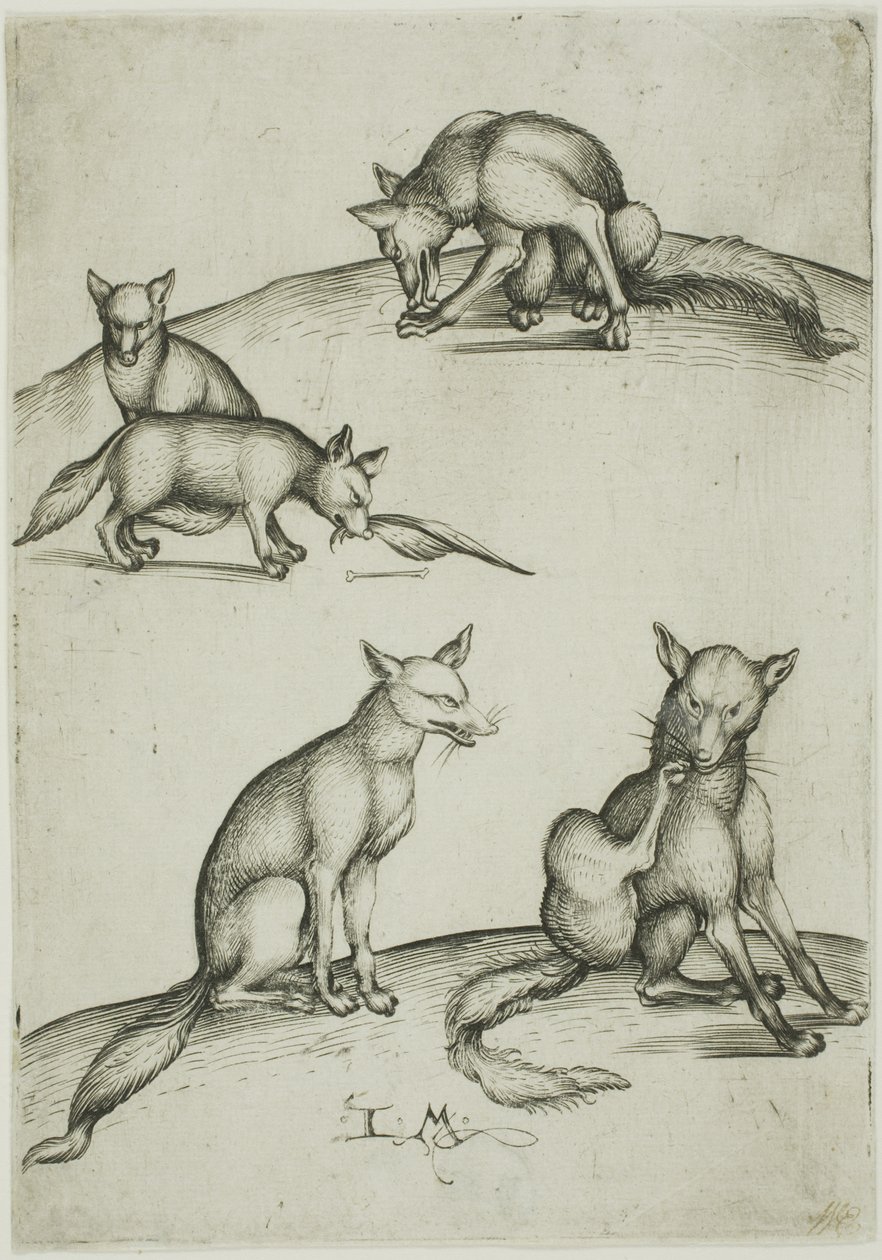 Le cinque volpi da Israhel van Meckenem the younger