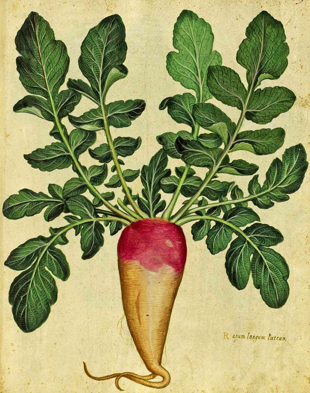 Rapa lunga di Ulisse Aldrovandi, pubblicata in Piante Fiori Frutti da Italian School