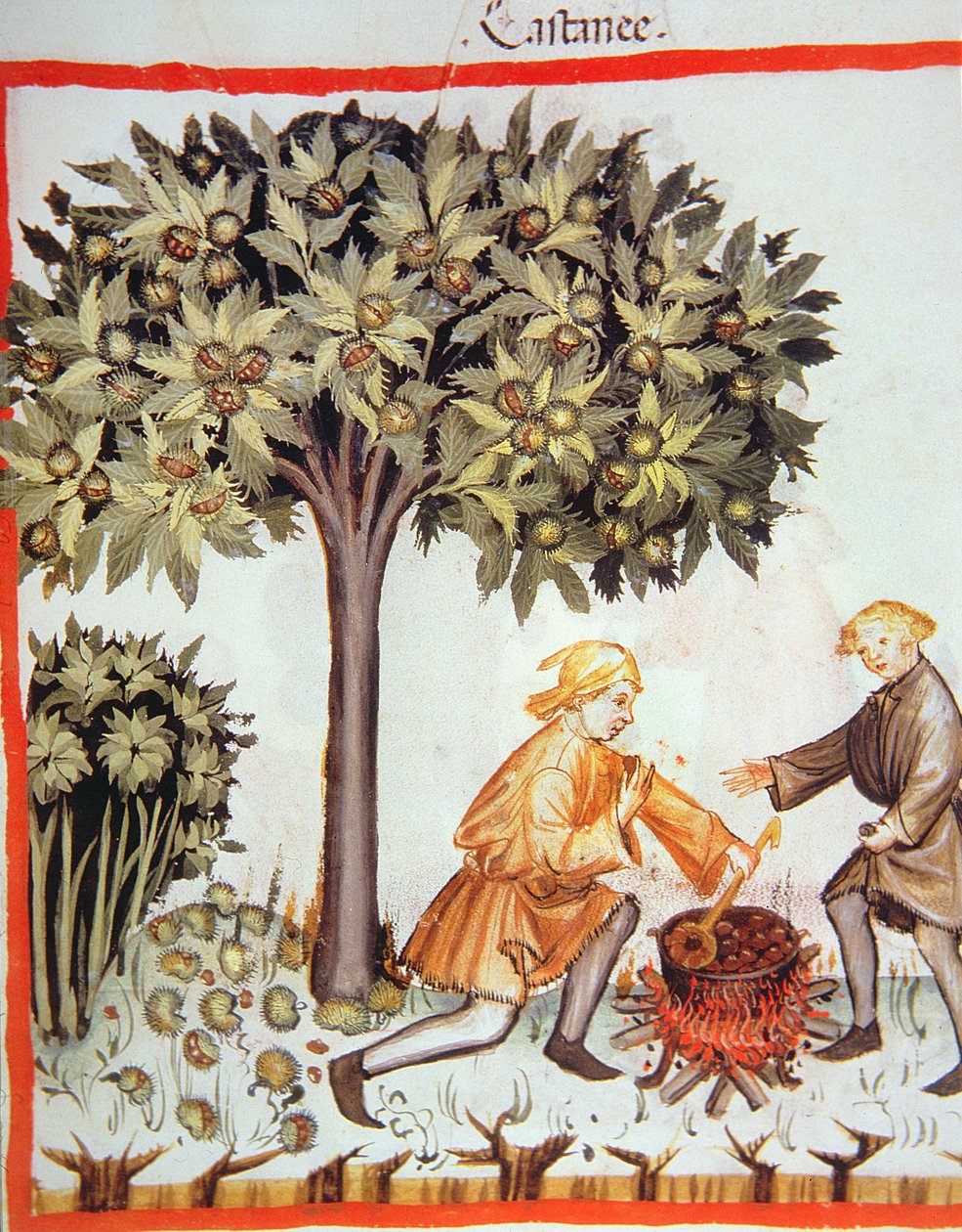 Nova 2644 fol.17r Raccolta e cottura delle castagne, da Tacuinum Sanitatis Codex Vindobonensis da Italian School