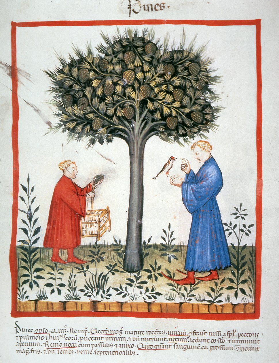 Nova 2644 fol.19v Raccolta di pigne, Tacuinum Sanitatis da Italian School