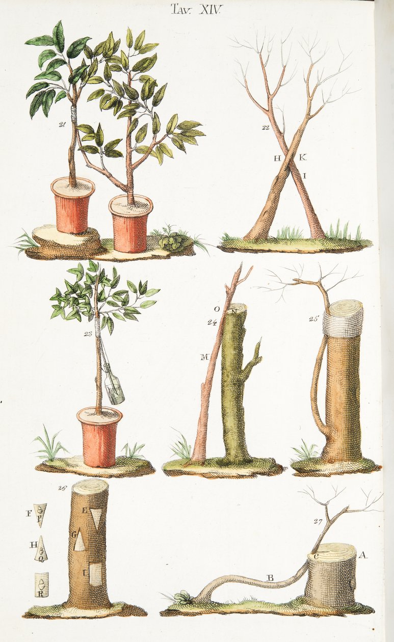 Vari esempi di innesto di alberi da frutto, Tavola XIII, da L