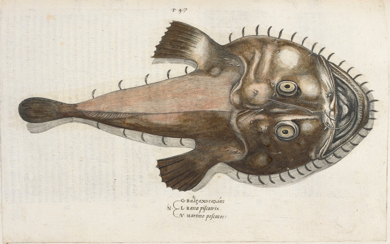 Pesce rospo, illustrazione da 