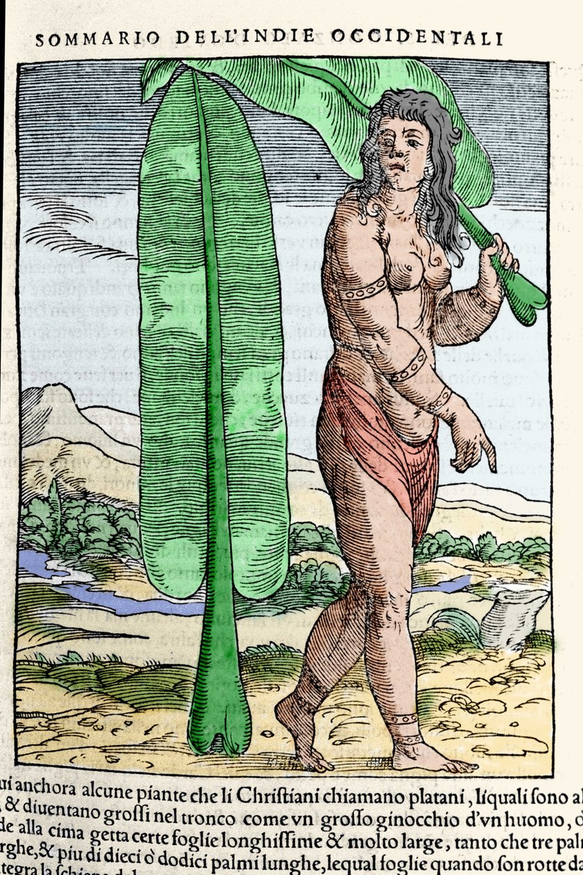 Un nativo delle Indie Occidentali accanto a una foglia di tabacco. Incisione dal libro "Navigationi e Viaggi" vol. III di Giovanni Battista Ramusio (1485-1557), Venezia 1565 da Italian School