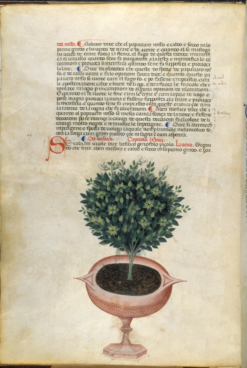 Una pianta di basilico in un vaso, illustrazione dal 