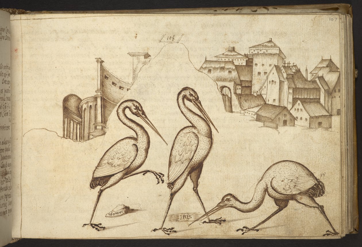 Add. 82955, f.107 Ibis (