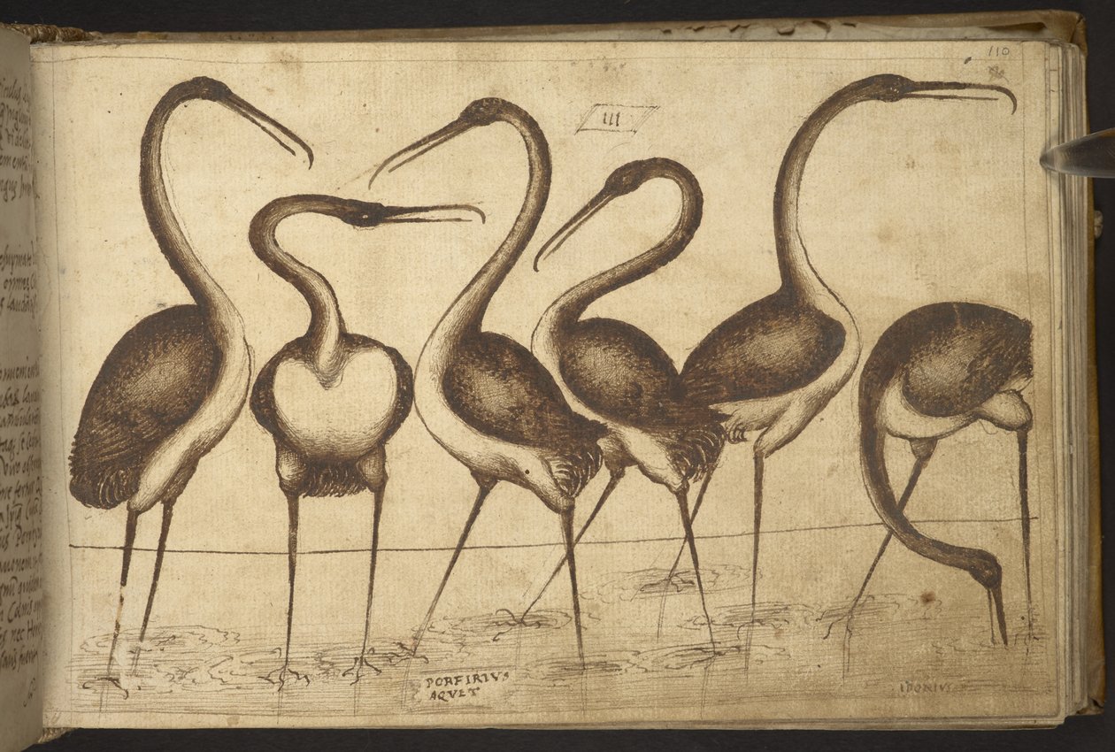 Uccelli, da Historia Animalium da Italian School