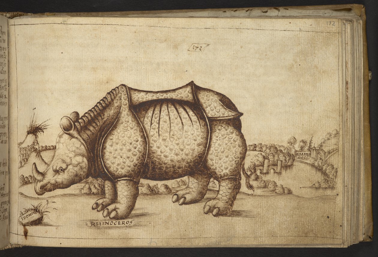 Rinoceronte, da Historia Animalium da Italian School
