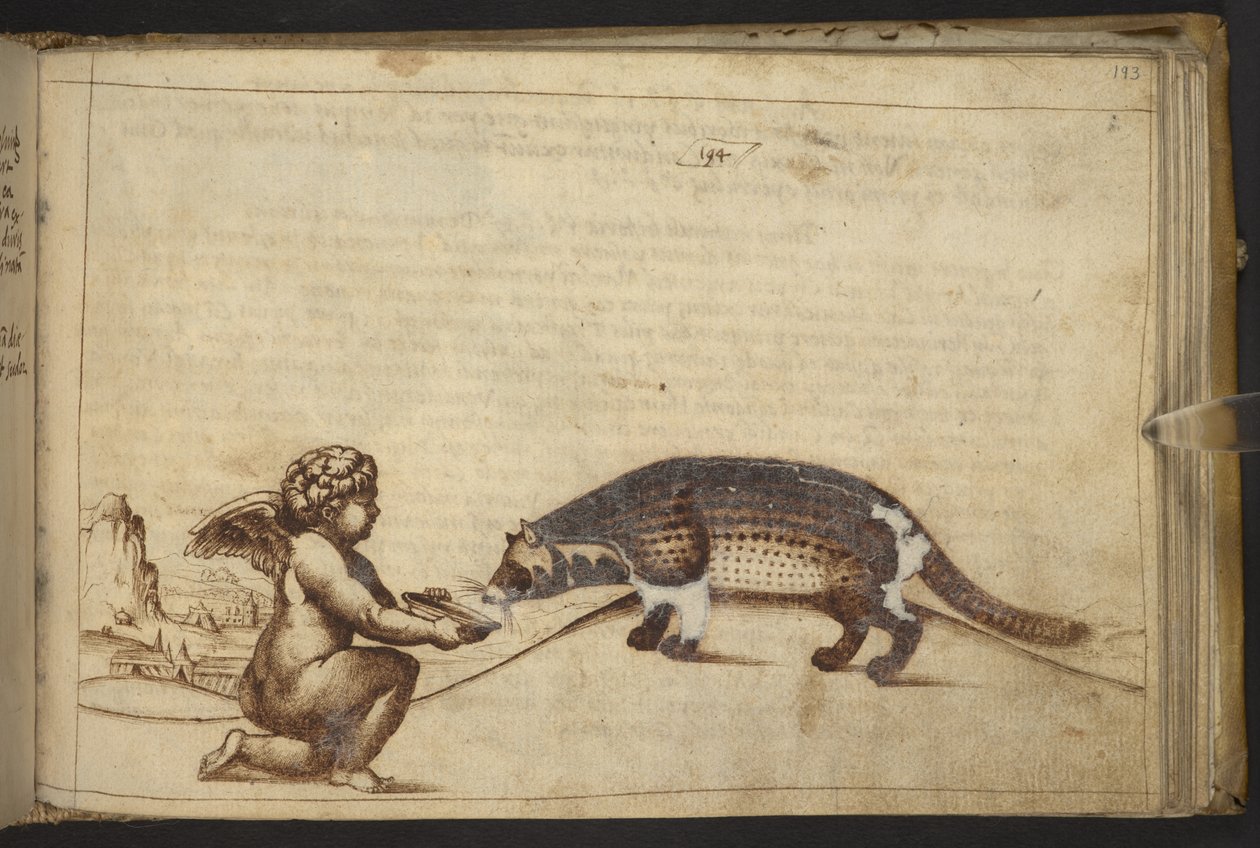 Cherubino e una creatura, da Historia Animalium da Italian School