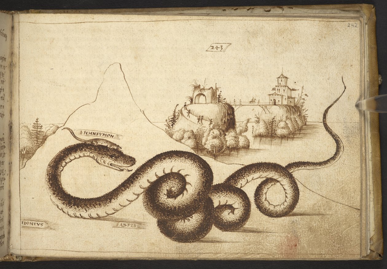 Add. 82955, f.242 Un serpente (