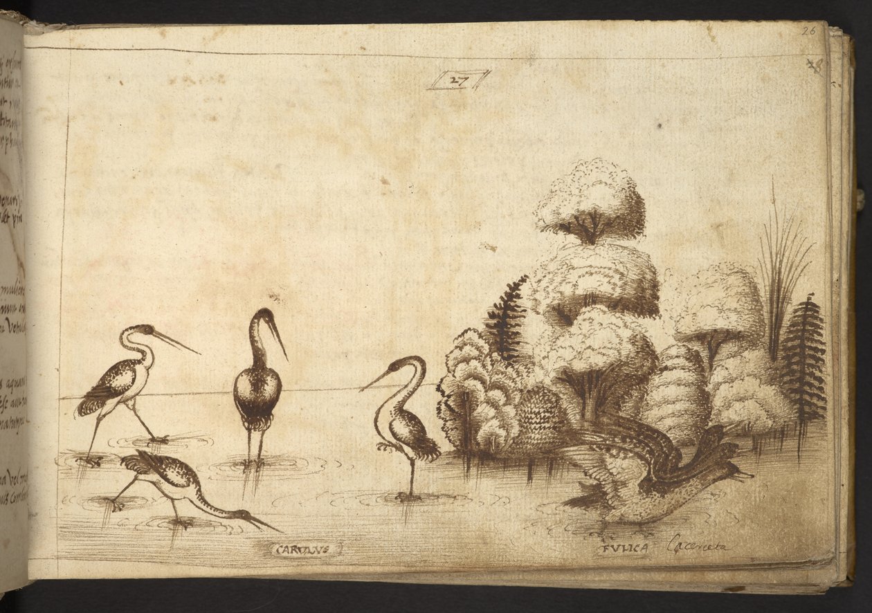 Uccelli trampolieri (