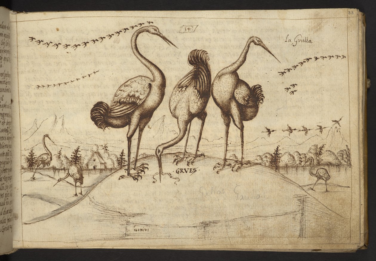 Add. 82955, f.33 Gru (