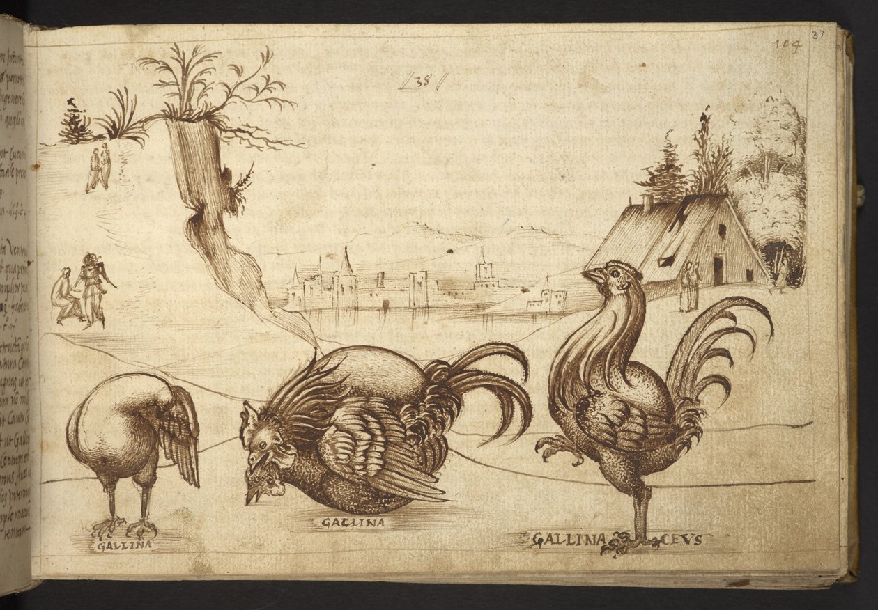 Galline (