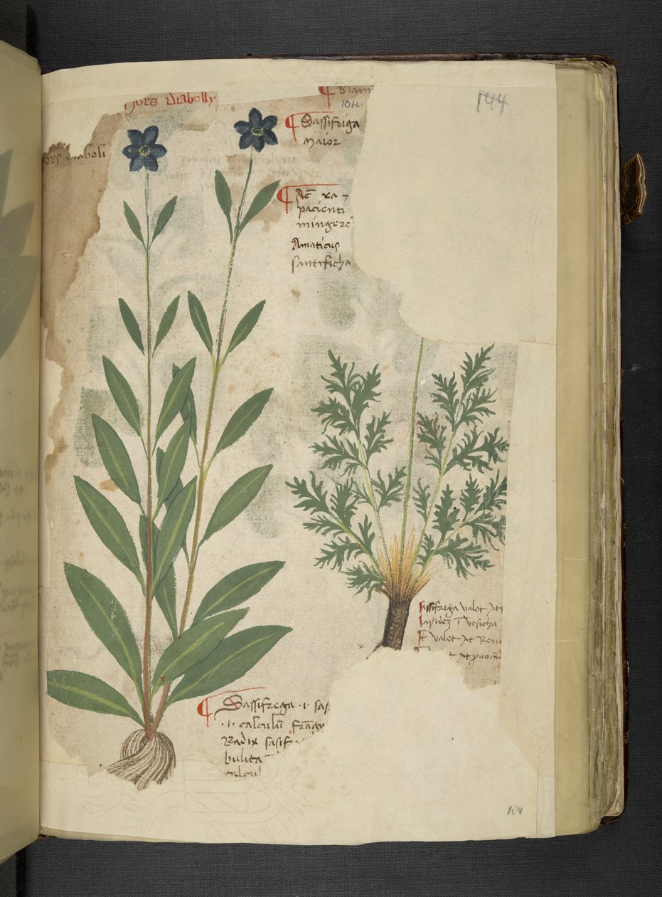 Add MS 41623 f.104r Sassifraga, da 