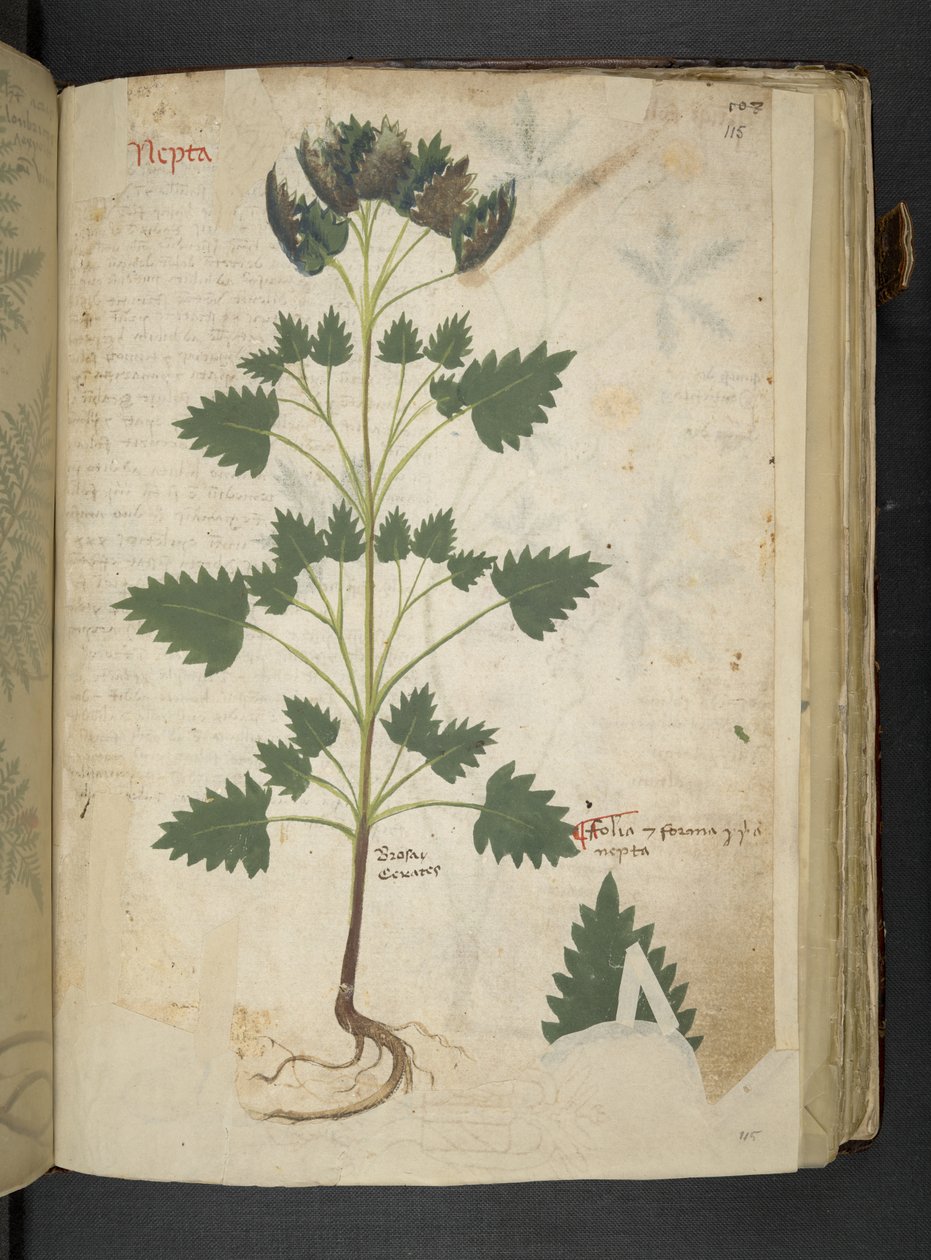 Add MS 41623 f.115r Nepta, da 