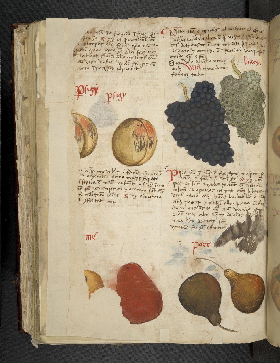 Add MS 41623 f.121v Frutti, da 