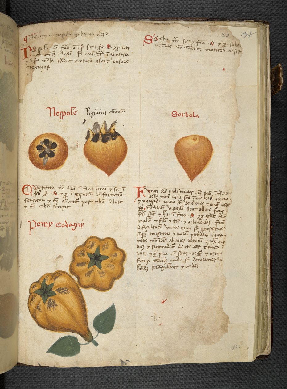 Pere Cotogne e Sorbo, dall