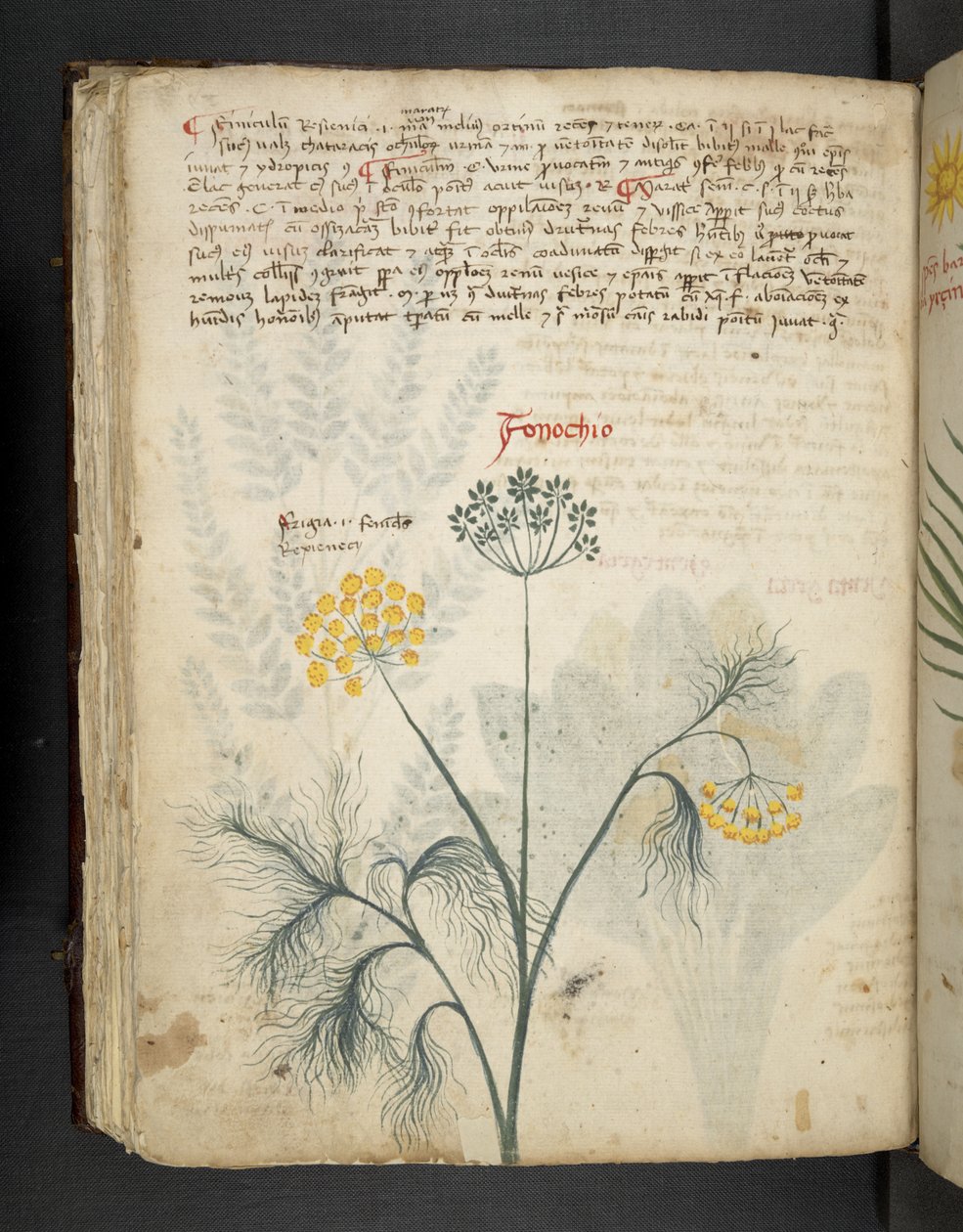 Add MS 41623 f.84v Finocchio, da 