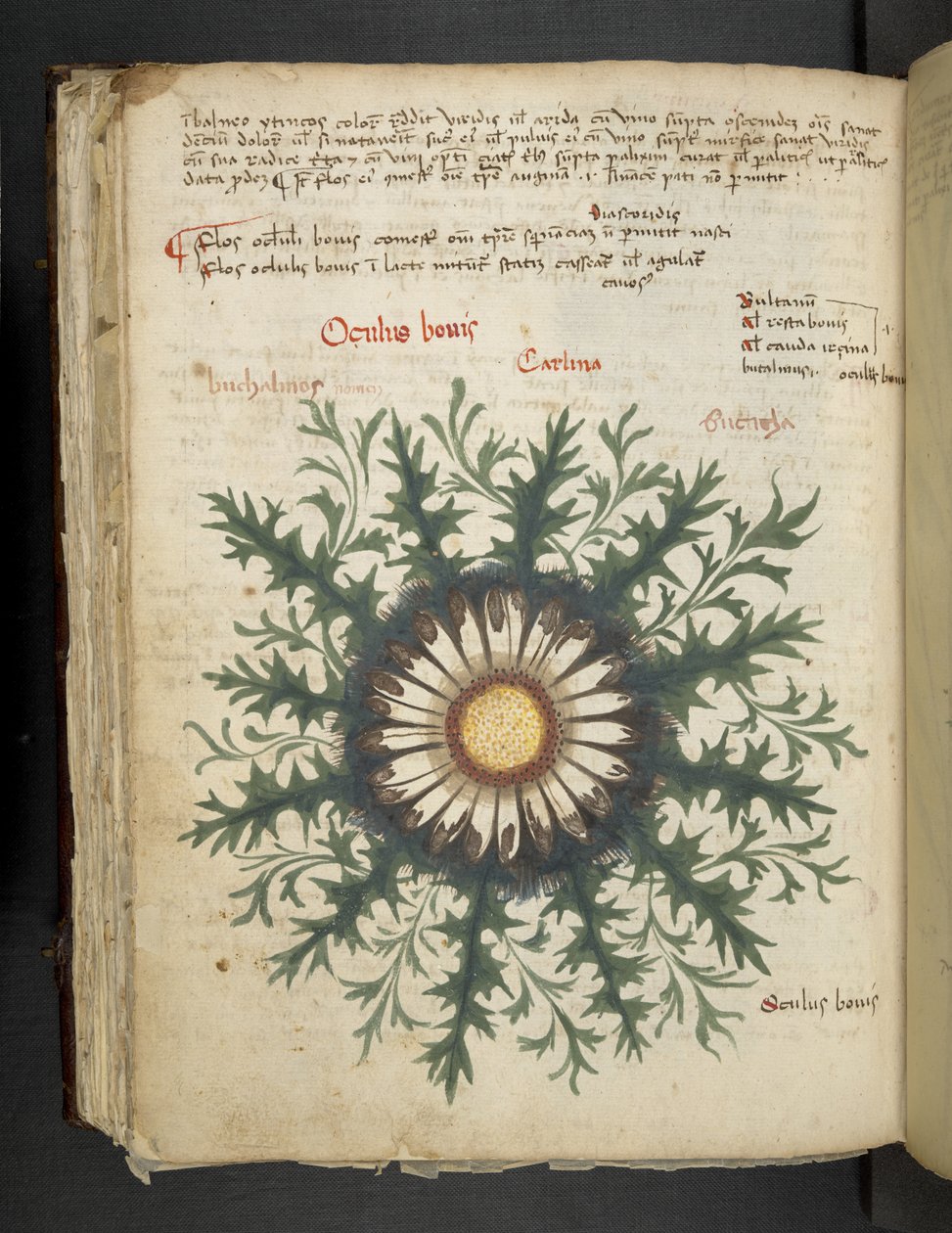 Carlina, Erbario, Belluno da Italian School