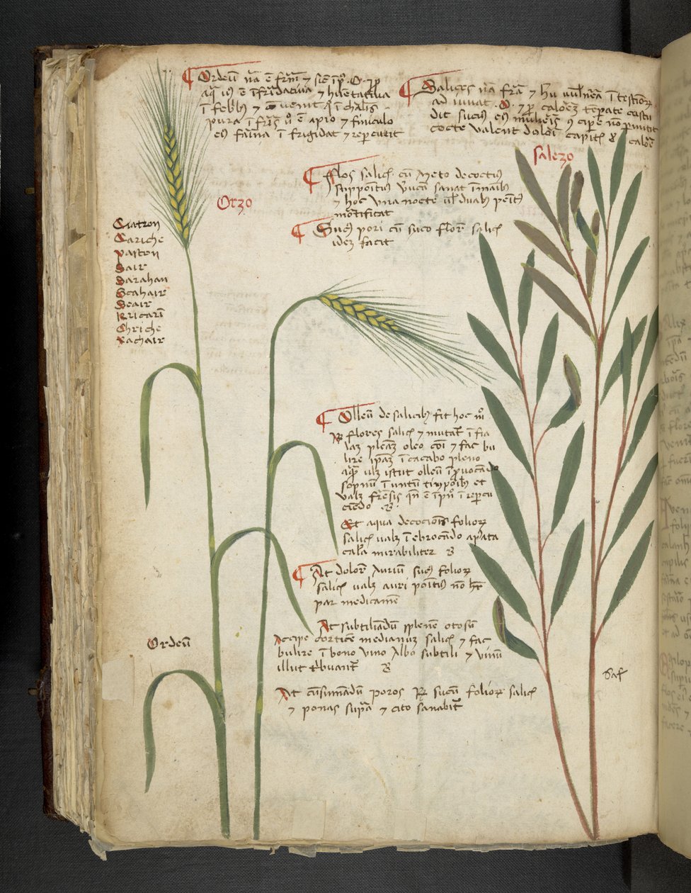 Orzo, da Erbario, Belluno da Italian School