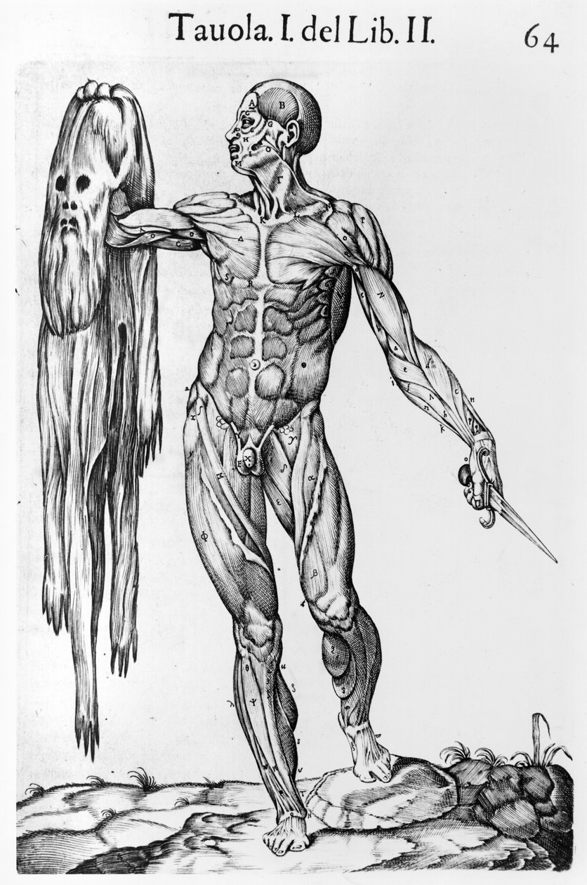Studio anatomico, tavola 64, illustrazione da Anatomia del corpo umano di Juan de Valverde, Roma, 1560 da Italian School