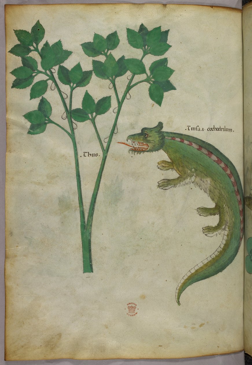 Illustrazione botanica e animale di una pianta e di un coccodrillo, 1440 circa (inchiostro e colore su pergamena) da Italian School