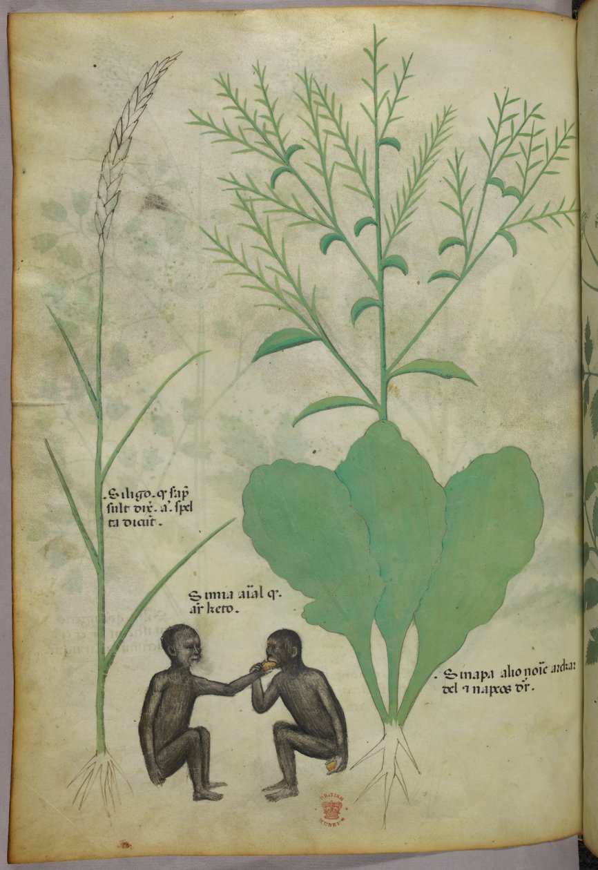 Illustrazione botanica e animale di una pianta e due scimmie, 1440 circa (inchiostro e colore su pergamena) da Italian School