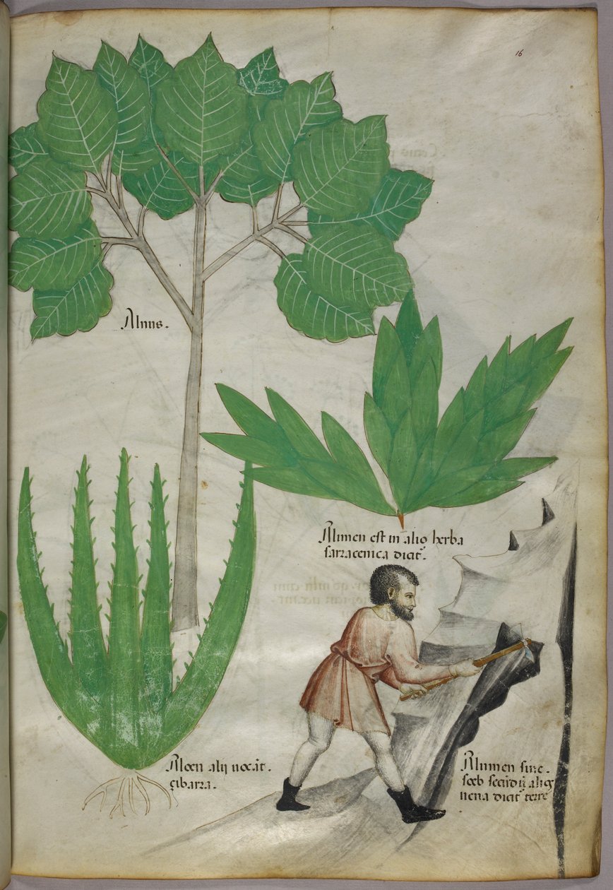 Illustrazione botanica di un uomo con un