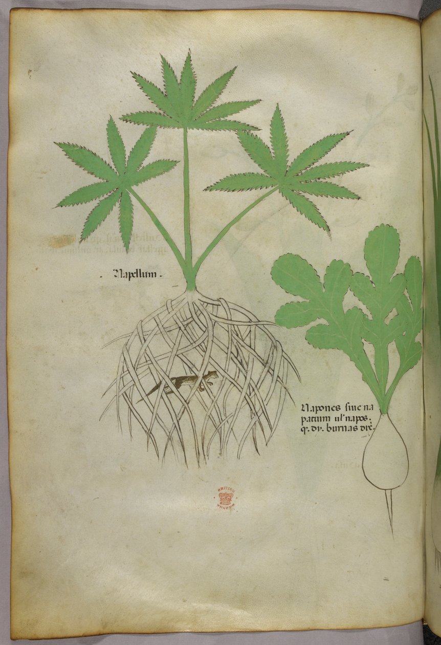 Illustrazione botanica, 1440 circa (inchiostro e colore su pergamena) da Italian School