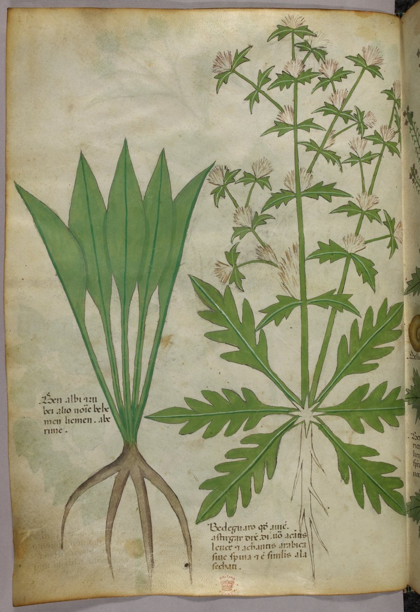 Illustrazione botanica, 1440 circa (inchiostro e colore su pergamena) da Italian School
